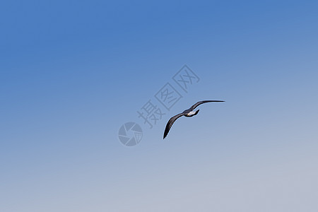 特写一只海鸥 在蓝天空中徘徊动物翅膀蓝色鸟类航班野生动物天空自由背景图片