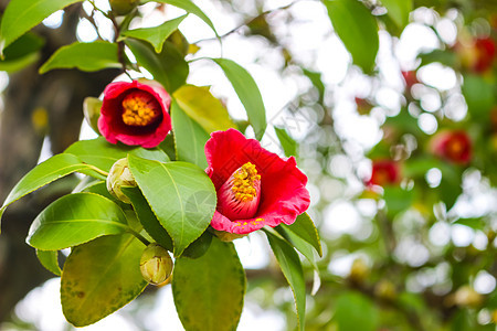 红色的日本山茶花图片