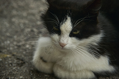 猫的小脸图片