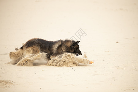 狗 比利时牧羊人Tervurren在沙地上跳球图片