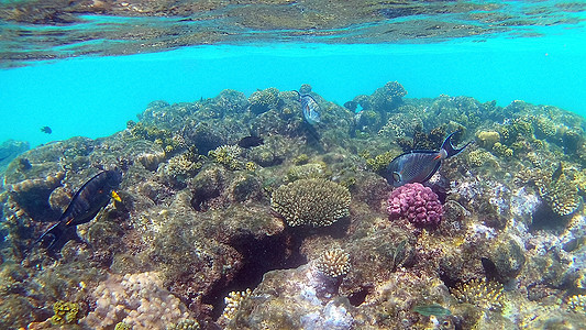 鱼外科动物 Seabreams和在光亮的c周围游泳野生动物荒野鲷鱼潜水调色板异国富豪鼠科情调障碍图片