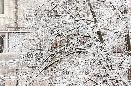 高楼背景下厚厚层积雪下的树木天气正方形新年分支机构住房太阳房地产艺术墙纸街道图片