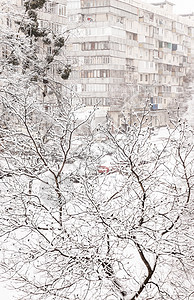 高楼背景下厚厚层积雪下的树木霜冻多层艺术灌木丛住房雪堆城市广告太阳庆典图片
