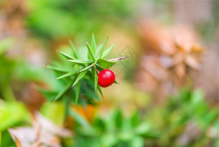 红小莓红色 在绿树丛的密闭上图片