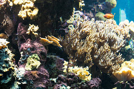 海洋中丰富多彩的美丽鱼类和水下风景环境阳光热带动物鱼肉环礁野生动物养殖小动物珊瑚图片