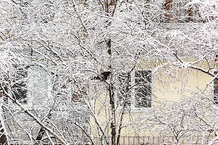 两只乌鸦坐在一棵雪树上 其背景是冰雪动物季节公园木头森林树木城市天气天空图片