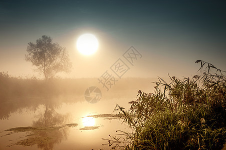 令人难以置信的神秘晨间风景 太阳 树 Reed和雾在水面上升起光环天空射线阴霾戏剧性支撑池塘旅游场景月亮图片