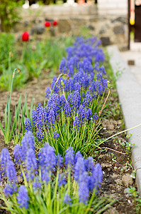 在绿草地地毯上种植的蓝色花朵植物荒野紫色军号野生动物植物群地面唇形科筋骨杂草图片