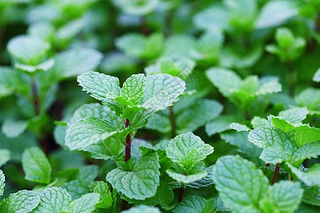 新鲜薄荷树叶草本植物食物香脂疗法药品味道草本烹饪宏观芳香图片