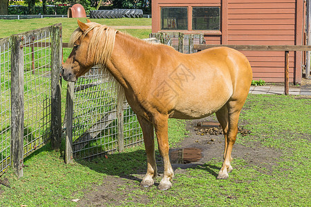 草地上美丽的棕褐橙色马匹图片