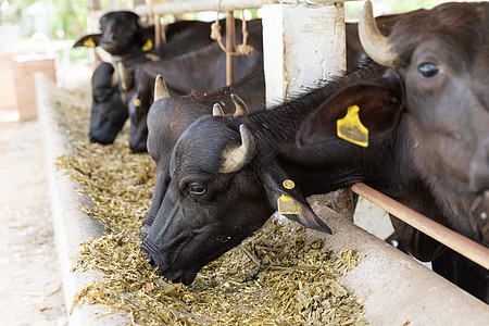 养活农场里的乌拉水牛图片