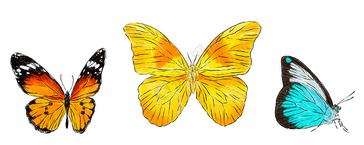 一组孤立在白色背景上的各种蝴蝶 创辉飞行昆虫 自然明亮的野生动物详细说明橙子艺术天线君主绘画装饰异国卡通片蓝色动物图片