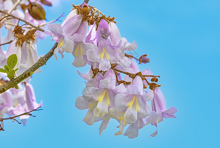 Paulowonia  财富之花泡桐花头公主植物花序花瓣植被花期生态环境图片