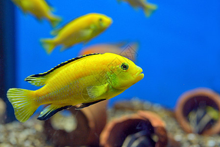 鱼水族馆异国情调热带游泳地方性热带鱼动物黄色气候图片