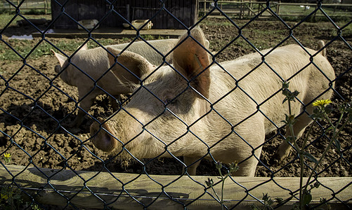 农猪场地猪圈吮吸公猪谷仓动物配种农业栽培小猪图片