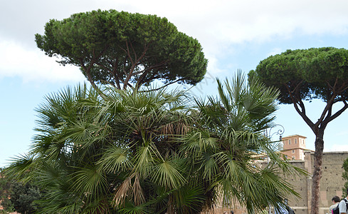 意大利松树和棕榈树在罗马旅游街上种植 2018年10月7日游客衬套首都文化联盟景观建筑学论坛花朵教会图片