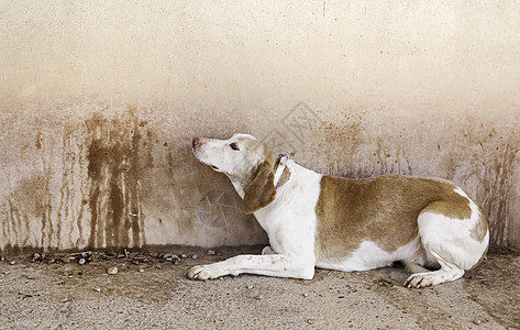 被遗弃的狗城市说谎寂寞街道哺乳动物孤独犬类悲伤朋友小狗图片