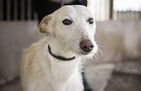 被遗弃的狗街道流浪汉寂寞朋友动物孤独犬类悲伤宠物哺乳动物图片