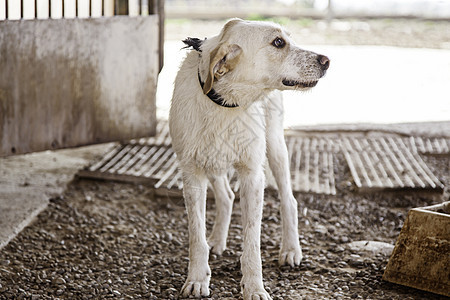 被遗弃的狗悲伤宠物说谎街道小狗寂寞流浪汉犬类哺乳动物动物图片