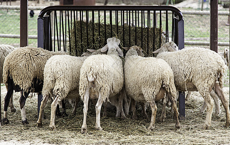 羊吃牛山羊动物农村场地家畜哺乳动物干草农业农田食物图片