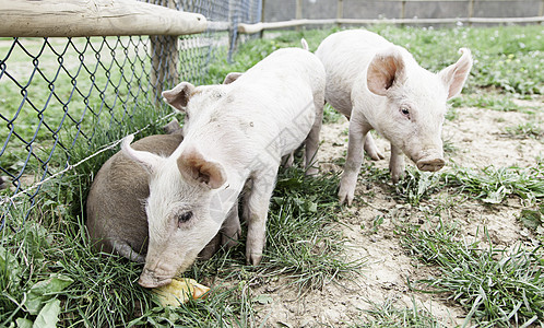 农场上的小猪猪肉干草团体家畜配种鼻子哺乳动物农业动物耳朵图片