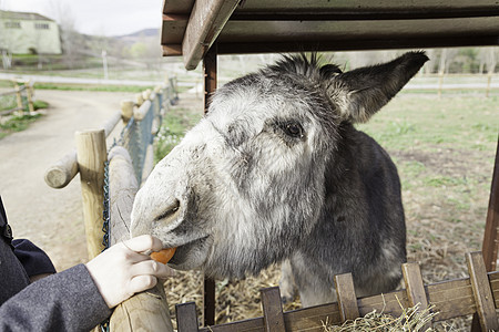 驴子吃东西家畜野生动物宠物头发草地农场农业生物牧场蓝色图片