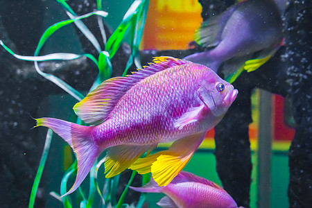美丽的 充满活力的粉色紫色和黄色彩色cichlid热带热带鱼水下海洋生物动物肖像图片