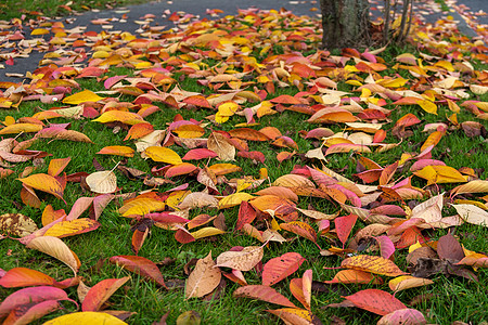 秋天在东鬼灵石的树叶上落树木静脉植物群金子英语橙子植物学国标环境生长图片