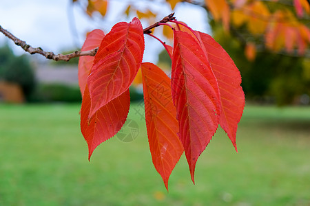 秋天在东鬼灵石的树叶上落金子静脉树木群岛环境生长叶子历史橙子国标图片