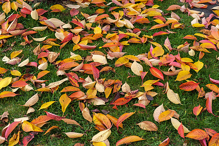 秋天在东鬼灵石的树叶上落树木生长叶子橙子英语群岛静脉土地国标植物学图片