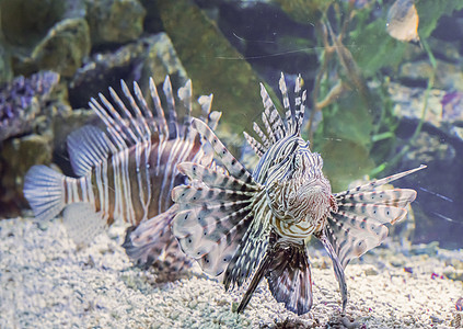 危险和有毒水族馆鱼类宠物在水下动物肖像 其名称图片