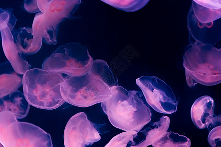 许多月亮水母惊人的海洋生物背景在深海中以紫色和粉色发光图片