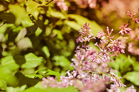 五月一日开花的紫色树丛树叶灌木宏观枝条花期植物学叶子蓝色芳香植物图片