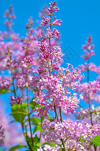 五月一日开花的紫色树丛宏观叶子衬套树叶植物灌木花束花瓣枝条植物群图片
