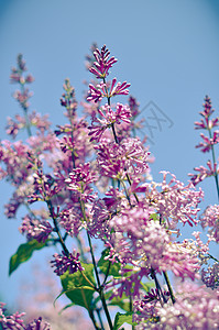 五月一日开花的紫色树丛植物群蓝色树叶衬套芳香枝条花园园艺宏观花期图片