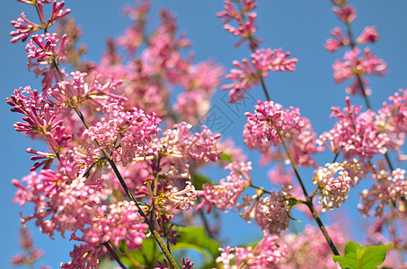 五月一日开花的紫色树丛植物园艺灌木花瓣衬套树叶花朵花束宏观蓝色图片