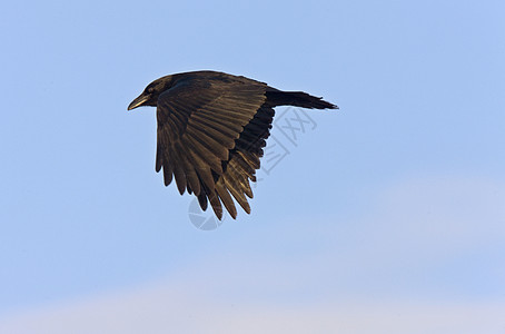 飞来的乌鸦乌鸦荒野野生动物鸟类动物黑色翅膀航班羽毛图片