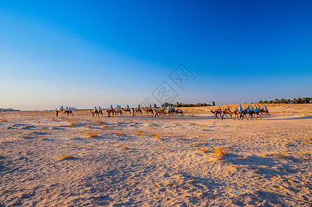 前往突尼斯 非洲沙哈拉沙漠的骆驼大篷车图片