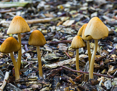 在一些木屑天然森林秋天背景中生长的带有钟形盖帽的 白色哑巴帽子蘑菇图片