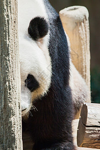 巨型熊猫的肖像图片