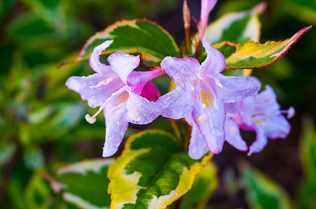 雨滴覆盖的灌木丛上美丽的湿润织花花朵 令人惊叹的植物性巨型密闭图片