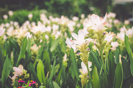 田野中白色的郁金香绿色叶子粉色植物群花园花瓣图片