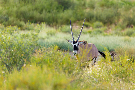 长草颜团子Gemsbok 卡拉哈里的奥里克斯瞪羚沙漠衬套动物跨境沙丘野生动物羚羊哺乳动物动物群食草背景