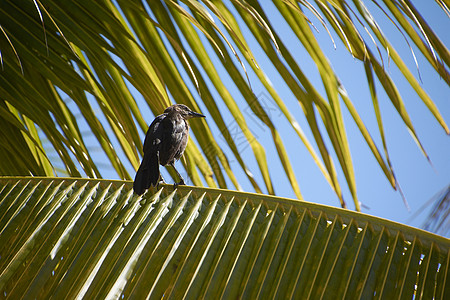 棕榈叶中的乌鸦背景图片