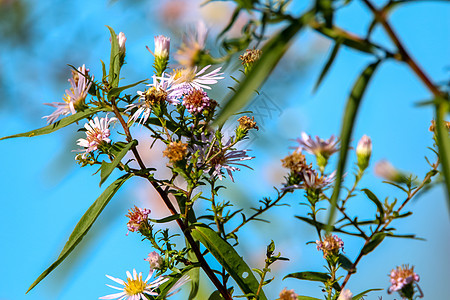 蓝色天空上的粉红花朵花粉荒野农村生长墙纸园艺季节环境花园牧场图片