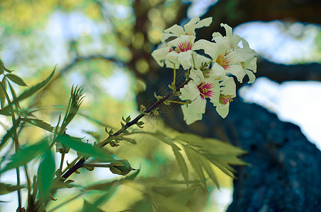 树上白花的丰满植物群蓝色花瓣季节杏仁天空照片晴天花园樱花图片