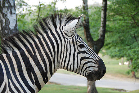 Zebra 色彩描述文件荒野公园黑色野生动物眼睛动物草食性白色哺乳动物旅行图片