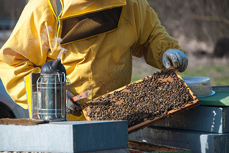 养蜜蜂的养蜂人生物食物花粉养蜂业动物蜂房蜂窝蜂蜜框架蜂蜡图片