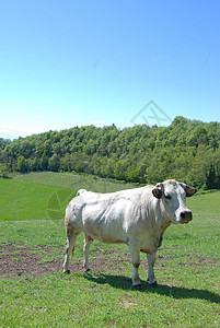 牛牛放牧牛奶牛肉环境场地动物哺乳动物草地山脉牧场绿色图片