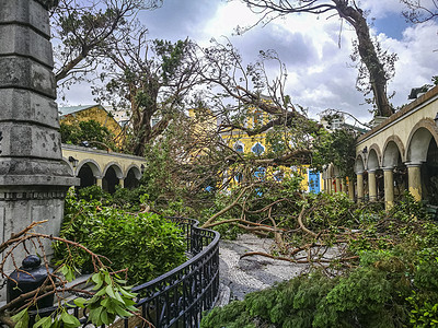 连根拔起的大树飓风灾难台风教会树木图片